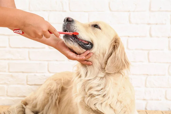 Owner Brushing Teeth Cute Dog Home — Stock Photo, Image