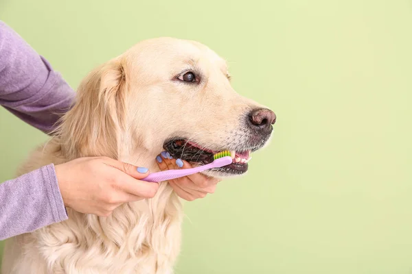 Propriétaire Brossage Des Dents Chien Mignon Sur Fond Couleur — Photo