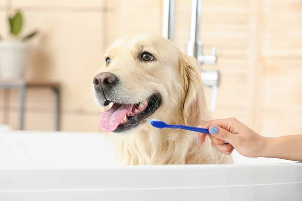 Owner Brushing Teeth Cute Dog Bathroom — Stock Photo, Image