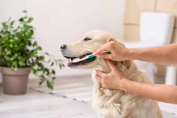 Owner Brushing Teeth Cute Dog Home — Stock Photo, Image