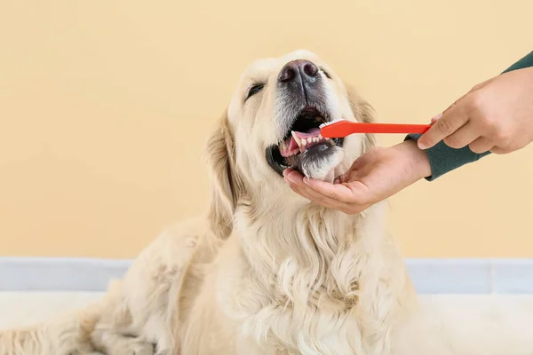 Owner Brushing Teeth Cute Dog Home — Stock Photo, Image