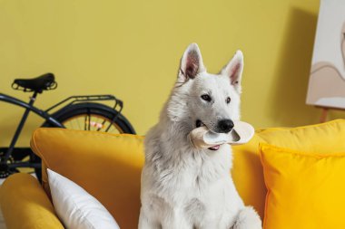 Komik yaramaz köpek evde ayakkabılarla oynuyor.