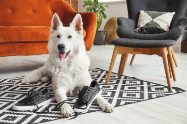 Komik yaramaz köpek evde ayakkabılarla oynuyor.