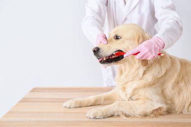 Klinikte köpek dişlerini fırçalayan veteriner.