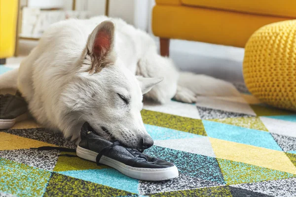 Divertido Perro Travieso Jugando Con Zapatos Casa — Foto de Stock