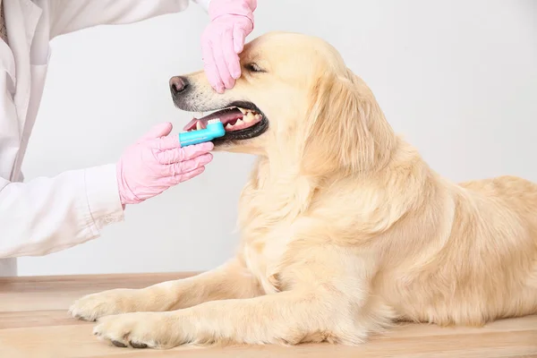 Veterinární Lékař Čištění Zubů Psa Klinice — Stock fotografie