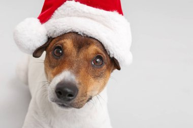 Işıklı arka planda Noel Baba şapkalı komik köpek.