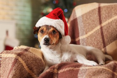 Noel arifesinde evde Noel Baba şapkalı sevimli bir köpek.