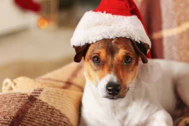 Noel arifesinde evde Noel Baba şapkalı sevimli bir köpek.