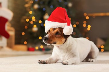 Noel arifesinde evde Noel Baba şapkalı sevimli bir köpek.