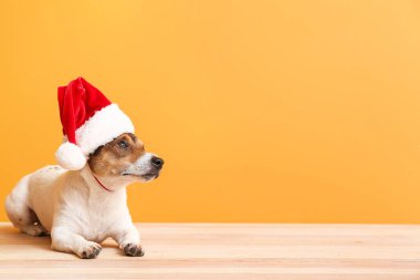 Arka planda Noel Baba şapkalı sevimli komik köpek.