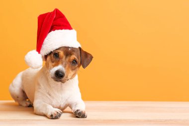 Arka planda Noel Baba şapkalı sevimli komik köpek.