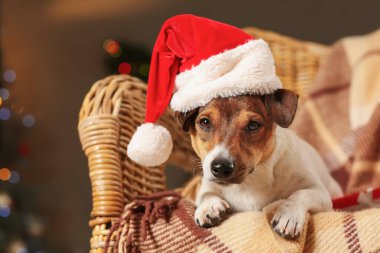 Noel arifesinde evde Noel Baba şapkalı sevimli bir köpek.