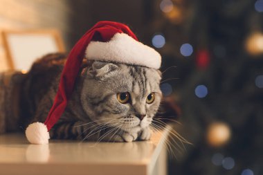 Noel arifesinde evde Noel Baba şapkalı sevimli kedi.