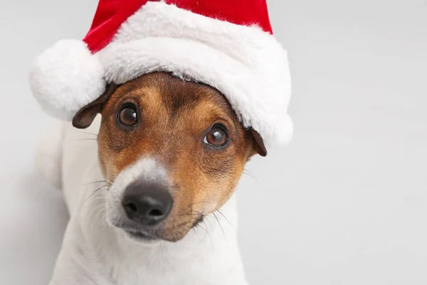 Cute Funny Dog Santa Hat Light Background — Stock Photo, Image