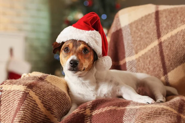 Cute Funny Dog Santa Hat Home Christmas Eve — Stock Photo, Image