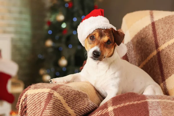 Cute Funny Dog Santa Hat Home Christmas Eve — Stock Photo, Image