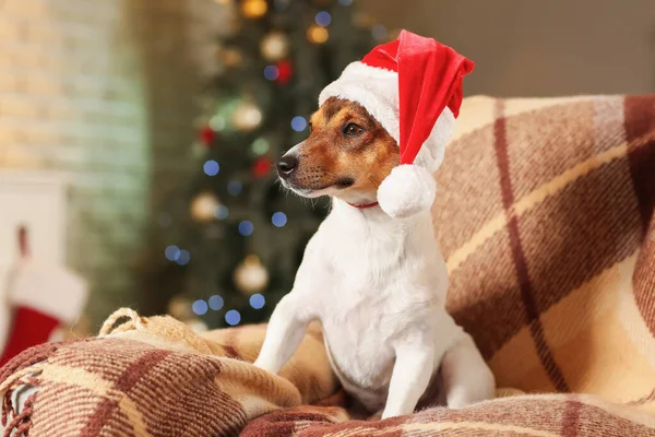 Cute Funny Dog Santa Hat Home Christmas Eve — Stock Photo, Image