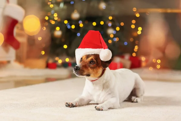 Cute Funny Dog Santa Hat Home Christmas Eve — Stock Photo, Image