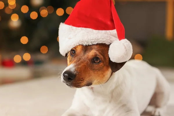 Netter Lustiger Hund Mit Weihnachtsmütze Hause Heiligabend — Stockfoto