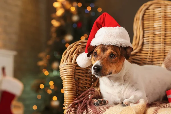 Симпатичный Смешной Пёс Шляпе Санты Дома Канун Рождества — стоковое фото