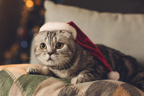 Leuke Grappige Kat Kerstmuts Thuis Kerstavond — Stockfoto