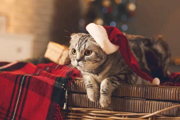 Niedliche Lustige Katze Mit Weihnachtsmütze Hause Heiligabend — Stockfoto