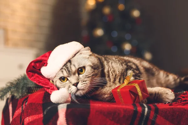 크리스마스 모자를 귀여운 고양이 — 스톡 사진