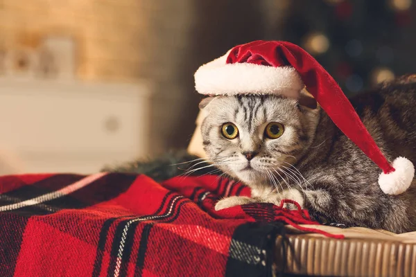 Cute Funny Cat Santa Hat Home Christmas Eve — Stock Photo, Image