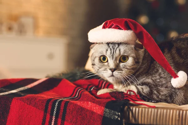 Leuke Grappige Kat Kerstmuts Thuis Kerstavond — Stockfoto