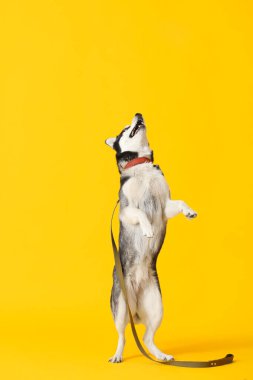 Renkli tasmalı şirin Husky köpeği.