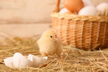 Çiftlikteki tatlı küçük piliç