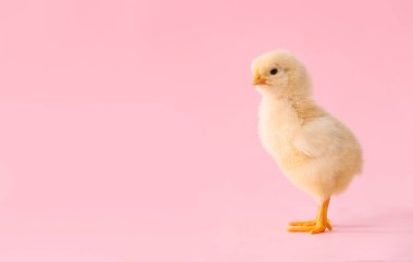 Renkli arka planda şirin bir piliç.