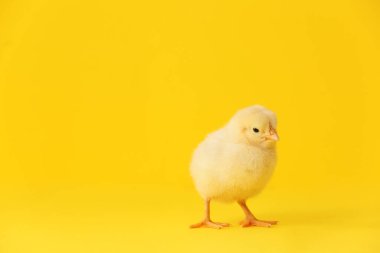 Renkli arka planda şirin bir piliç.