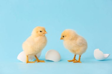 Renkli arka planda yumurtadan çıkan tatlı piliçler.