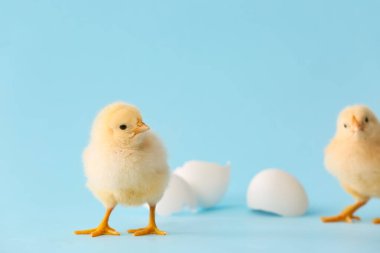Renkli arka planda yumurtadan çıkan tatlı piliçler.