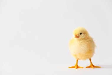 Hafif arka planda sevimli, komik bir piliç.