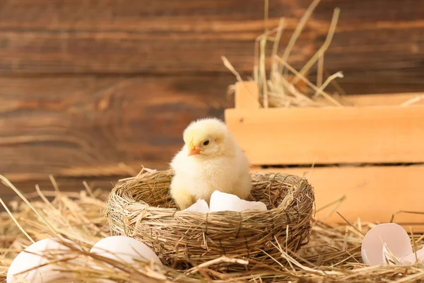 Cute Little Chick Nest Farm — Stock Photo, Image
