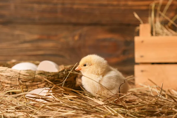 农场里可爱的小鸡 — 图库照片