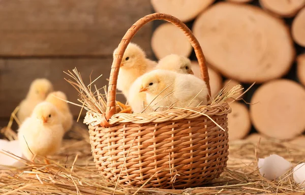 Cute Little Chicks Basket Farm — Stock Photo, Image