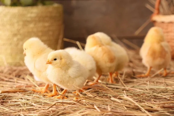 Roztomilé Malé Kuřátka Farmě — Stock fotografie