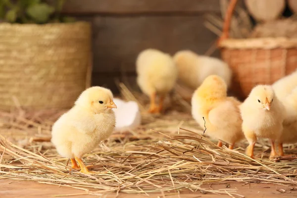 Cute Little Chicks Farm — Stock Photo, Image