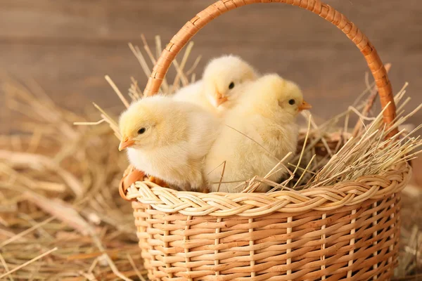 Cute Little Chicks Basket Farm — Stock Photo, Image