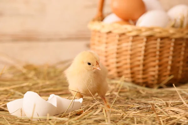 Cute Little Chick Farm — Stock Photo, Image