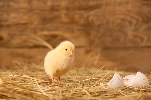 Schattig Klein Kuiken Boerderij — Stockfoto