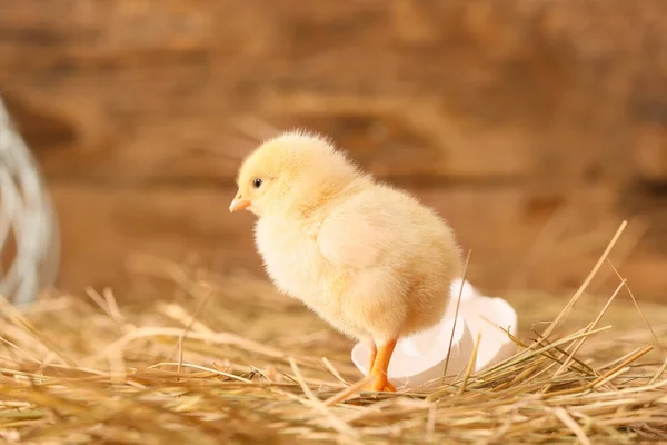 农场里可爱的小鸡 — 图库照片