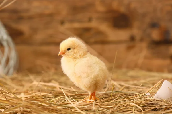 Roztomilé Malé Kuřátko Farmě — Stock fotografie