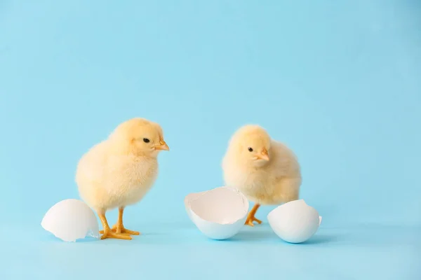 Cute hatched chicks on color background