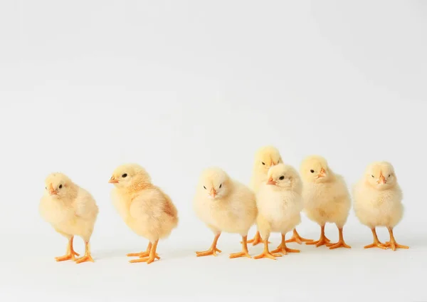 Cute Hatched Chicks Light Background — Stock Photo, Image