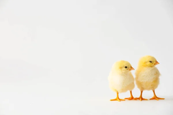 Sevimli Yumurtadan Çıkan Civcivler Hafif Arka Planda — Stok fotoğraf